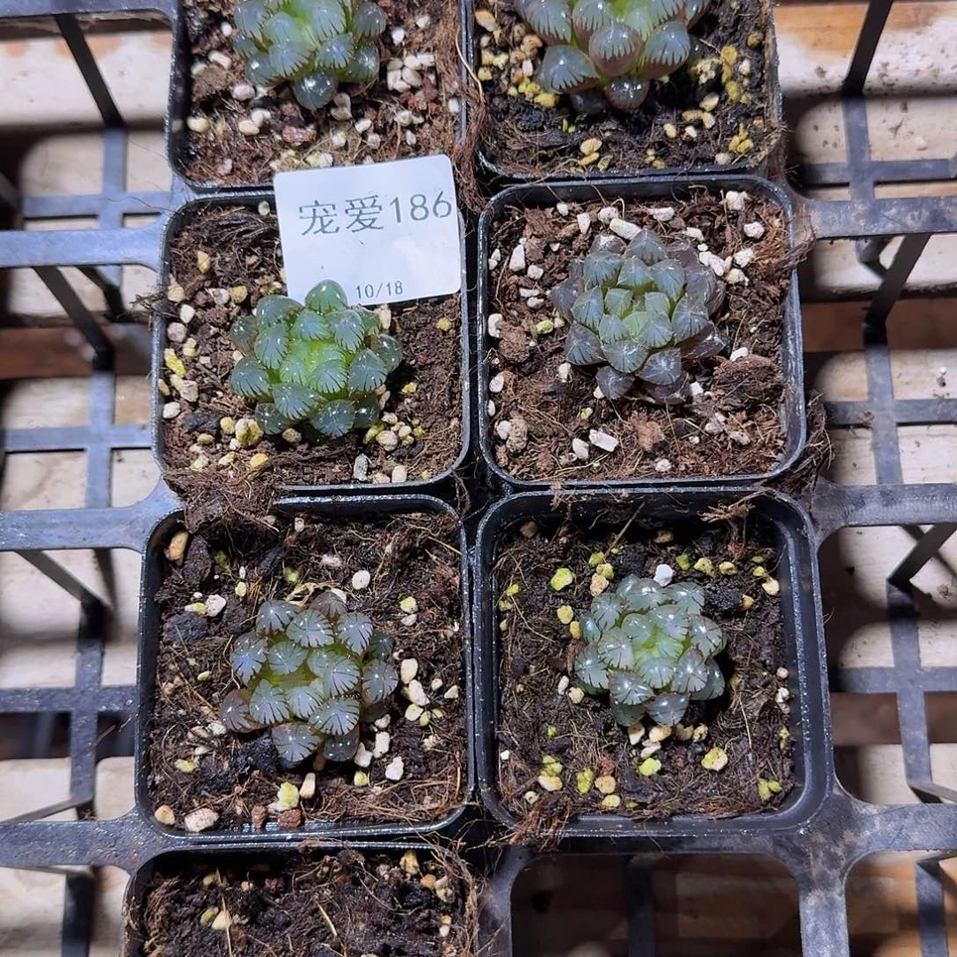 直播福利一物一拍186