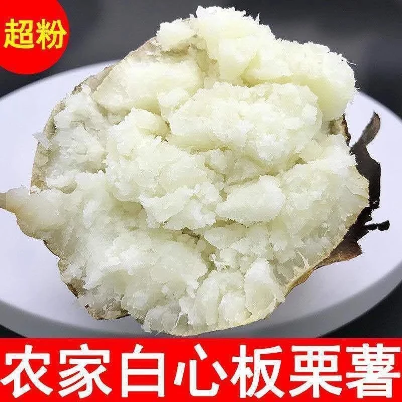 沙地白心红薯老品种板栗薯农家特产爆粉甜糯干面河南红薯现挖现发