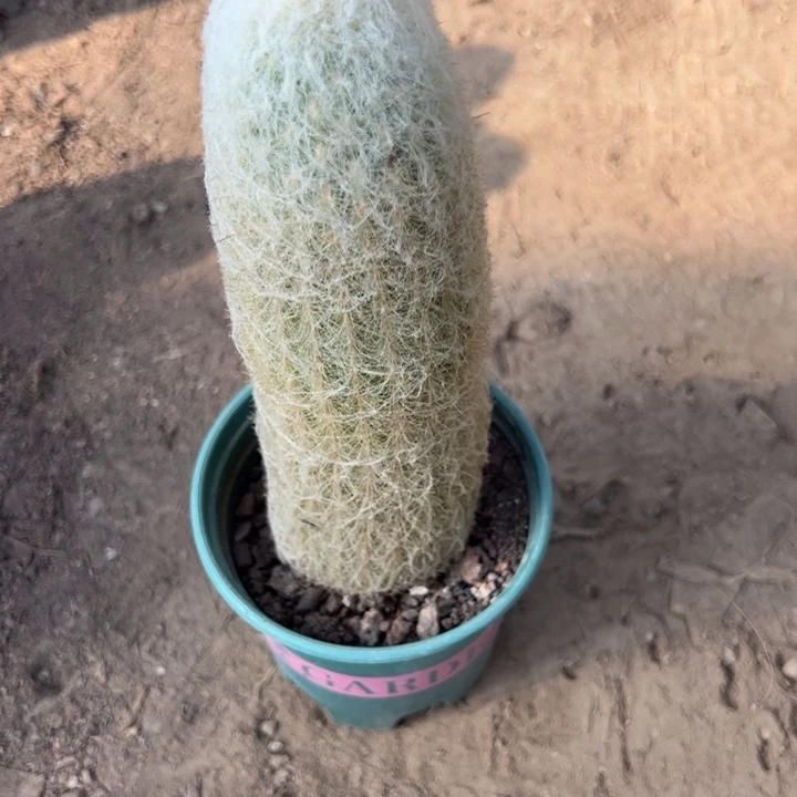 晚***人吉祥如意等名家的作品