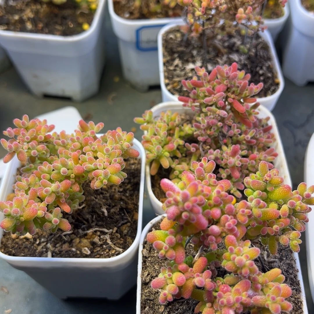 枝干 枝干 枝干 枝干