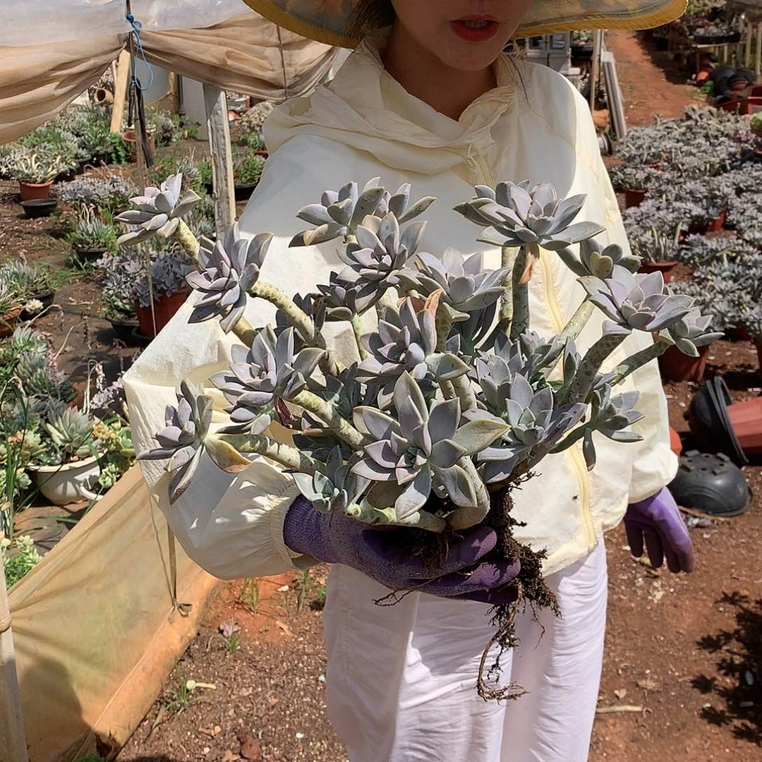 多肉植物推荐太子妃22.8