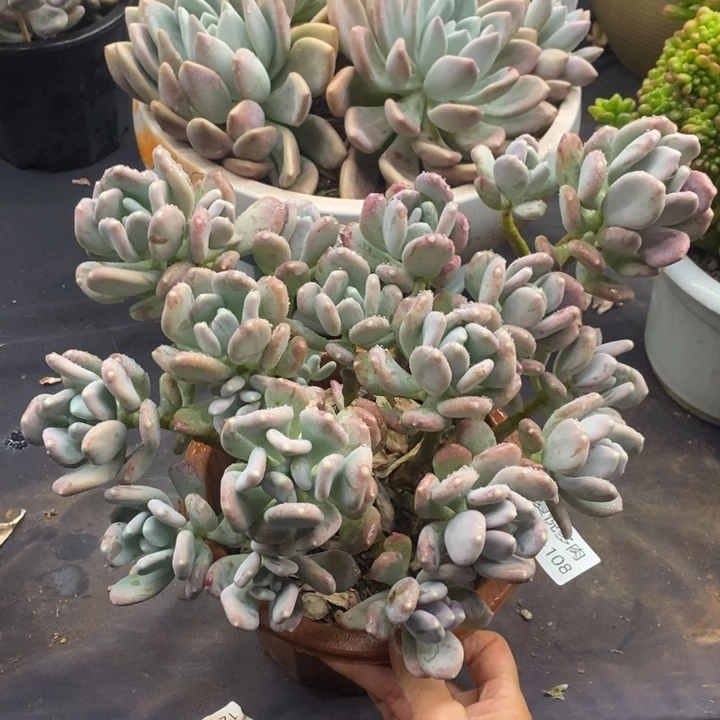 夏悦多肉 0119-108稻田鸡