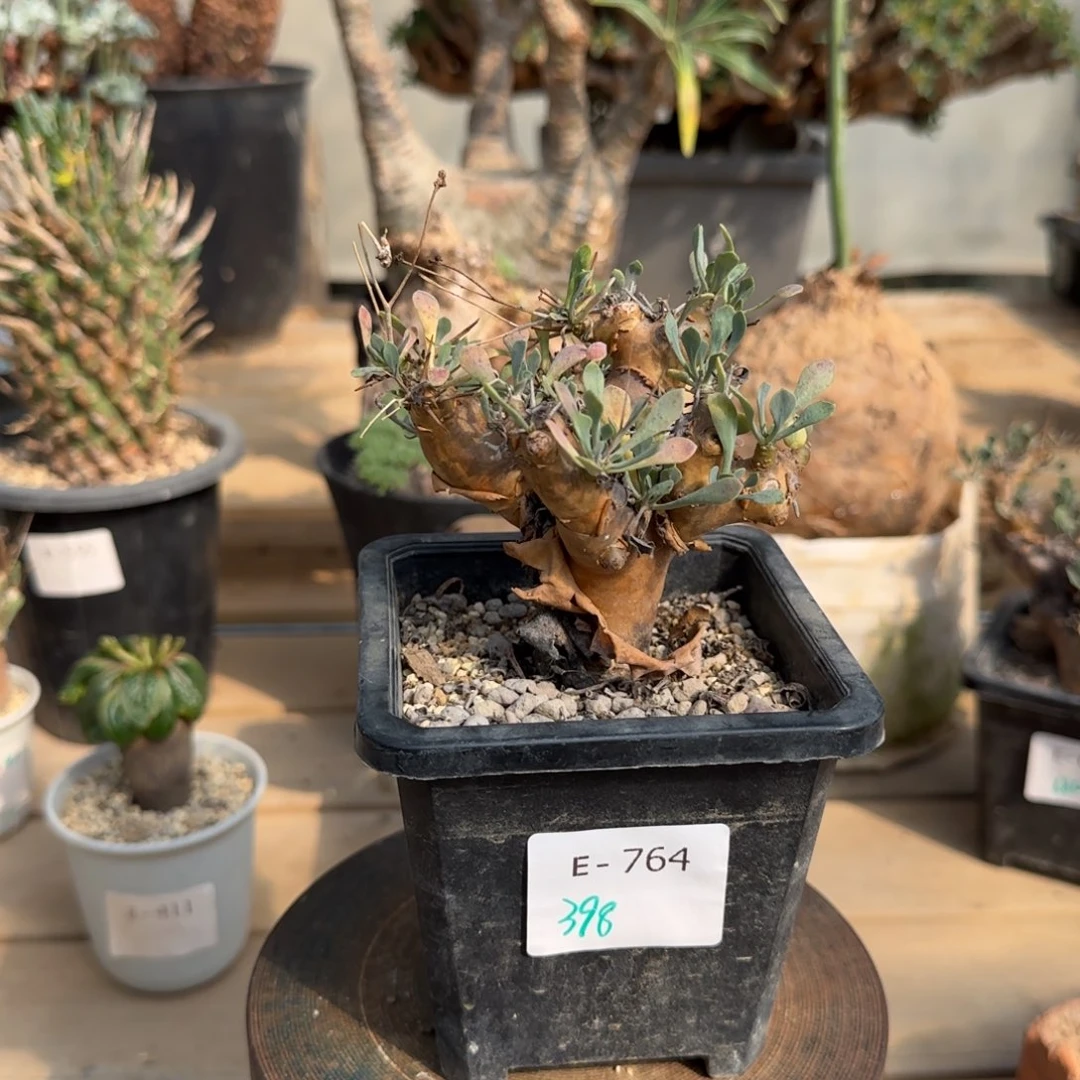 764刺烛厚敦菊块根植物