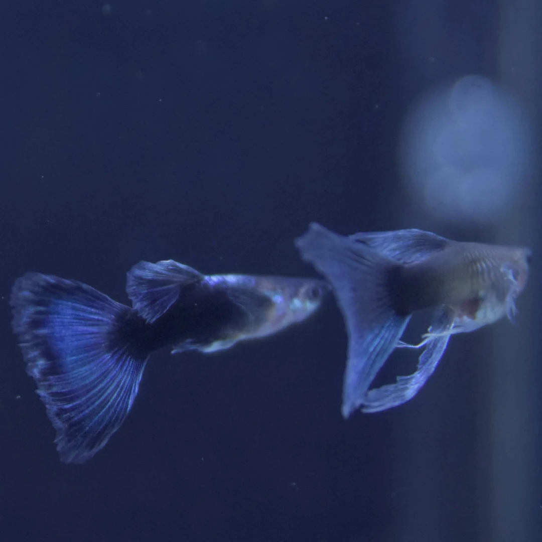 蓝礼服孔雀鱼（实物以直播间为准）