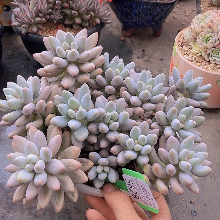 5628粉色恋人。