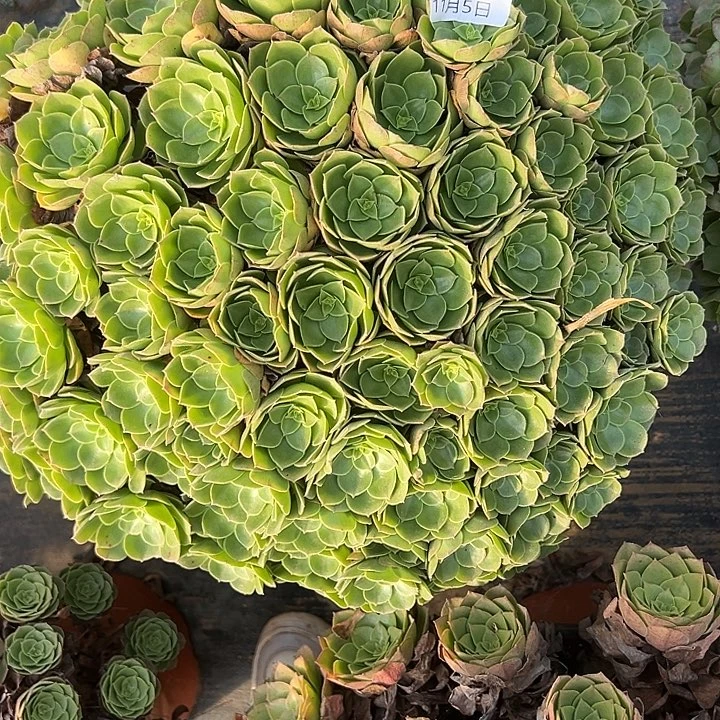 *****11.2-59万圣夜多肉植物1