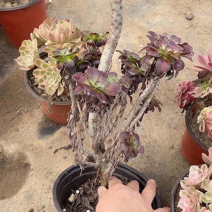 472晚霞多肉植物福利