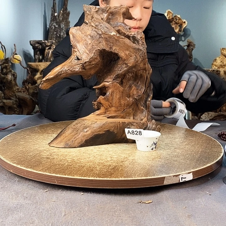 茶盏泰**若828株木的随行的根艺