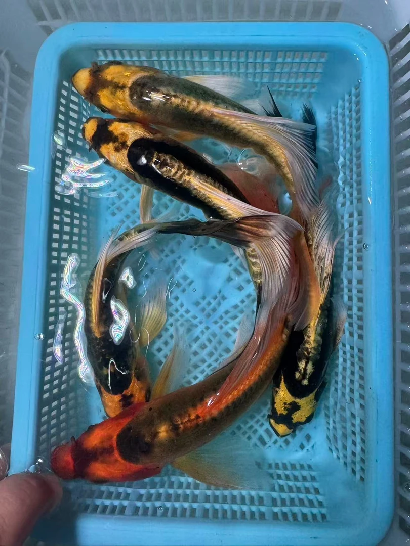 【五条组合装】玛雅蝴蝶鲤大鳍大尾包邮