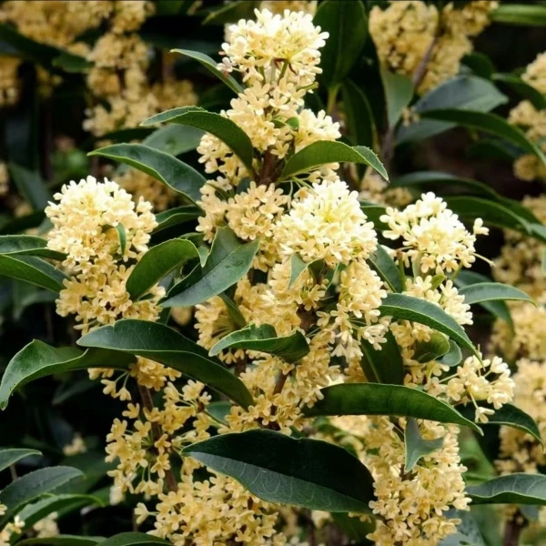 精选四季金桂花树苗开花浓香型阳台庭院盆栽室内室外好养易活