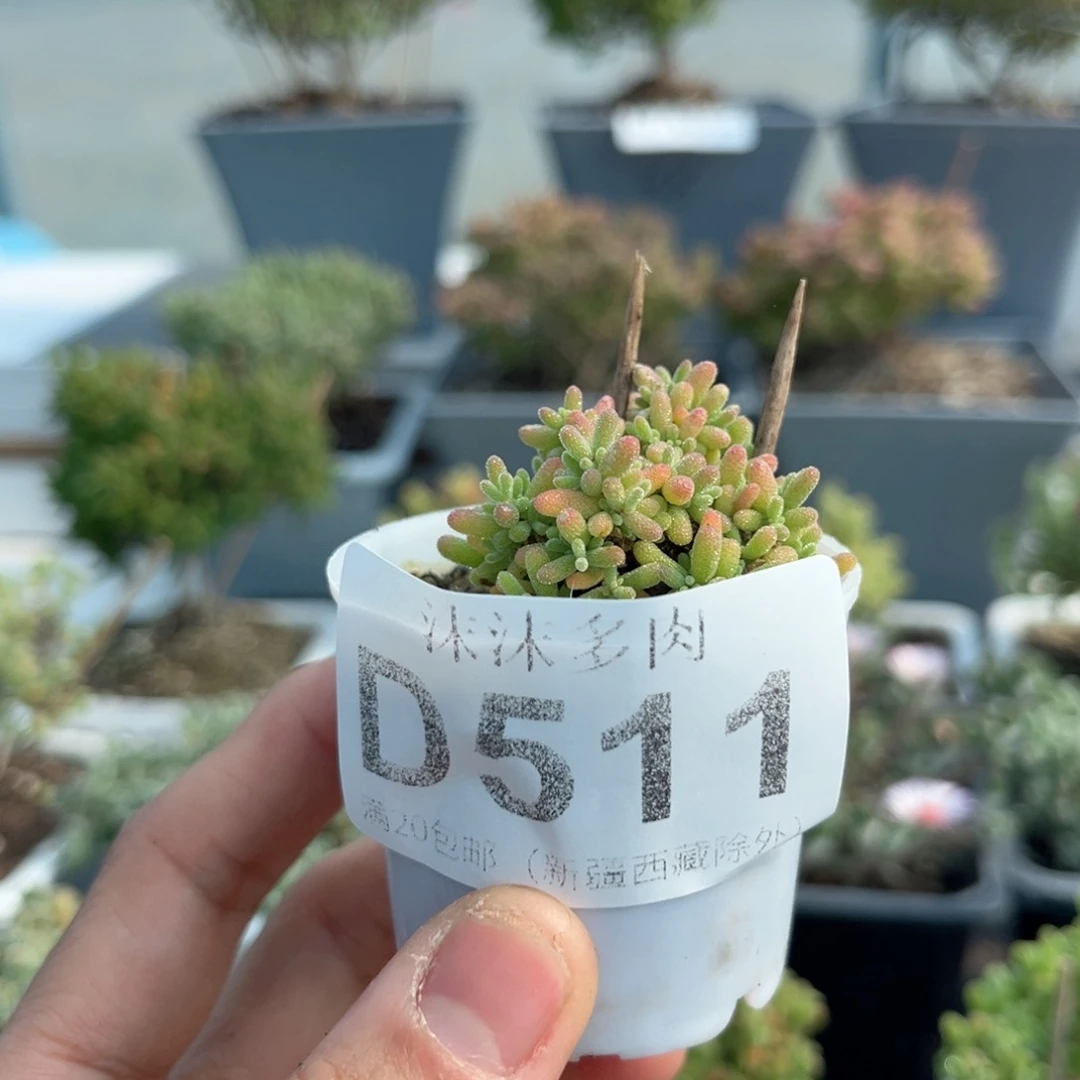 511小小米枝干番杏