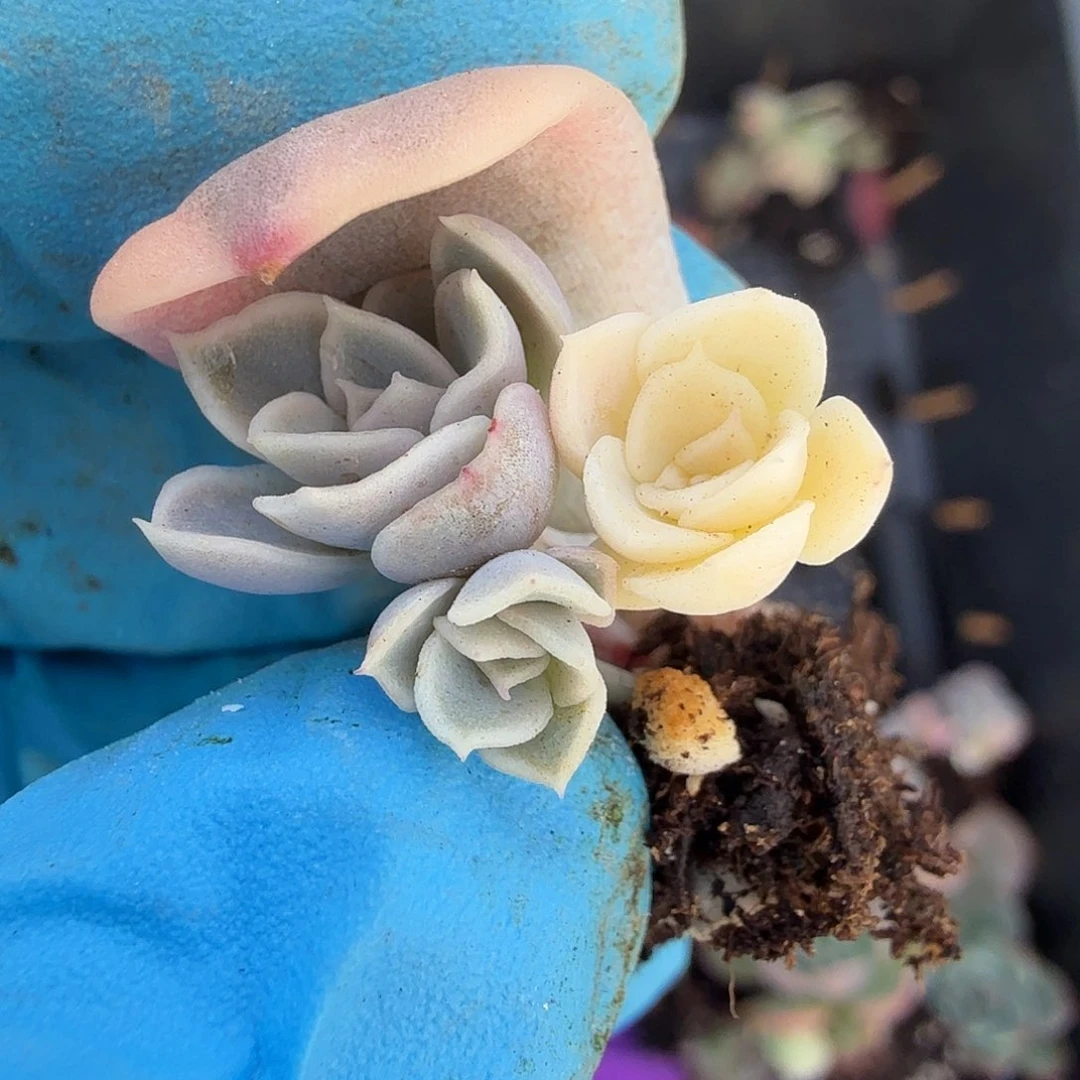 用****9汉堡锦，多肉叶插小苗