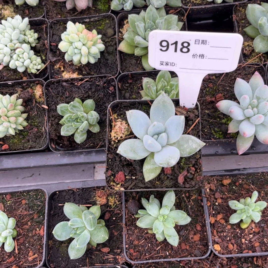 伊丽莎白多肉植物918