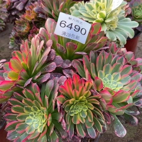 朝霞多肉多肉6490