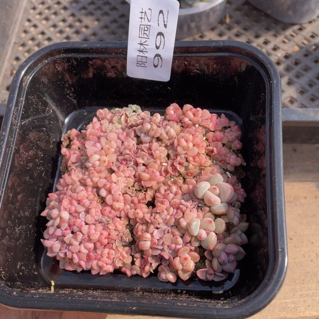 多肉植物多肉植物992