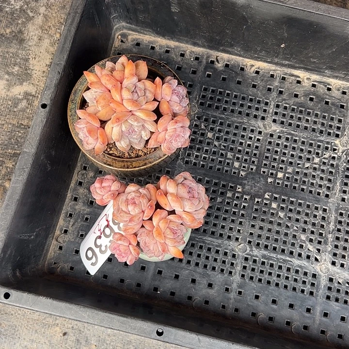 艺***艺3636，俩个星影带盆发的时候