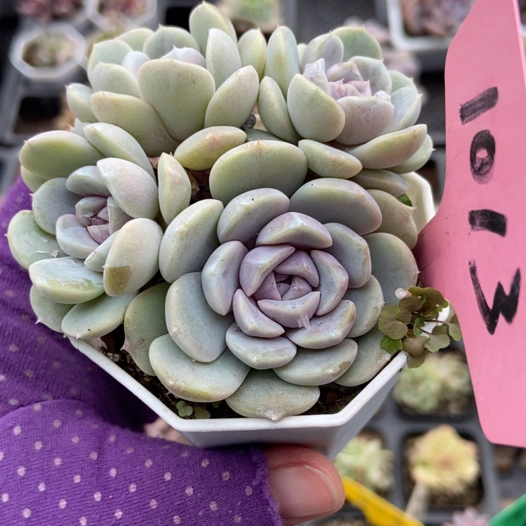 1013汉堡多肉植物多肉