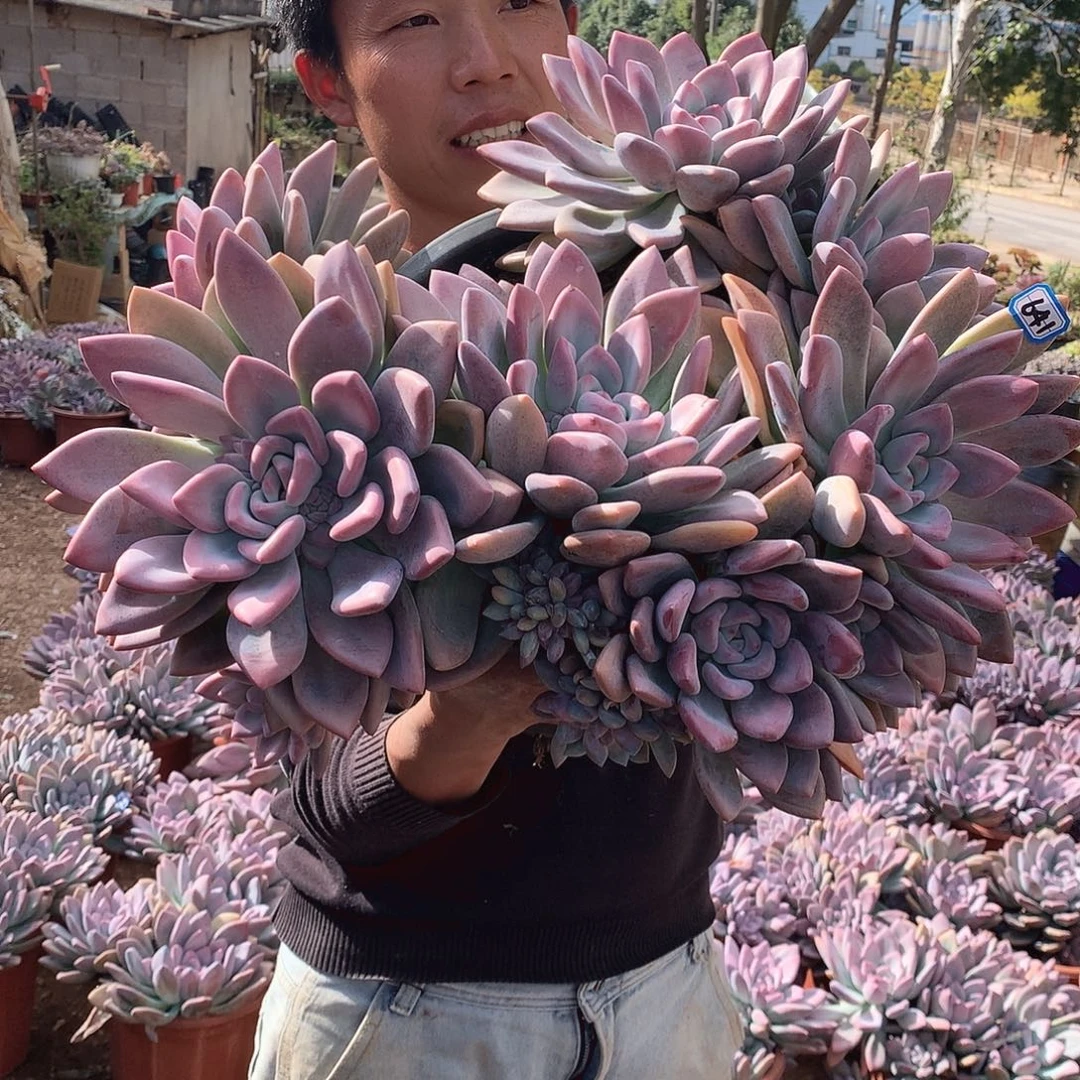 641 奥普 一物一拍