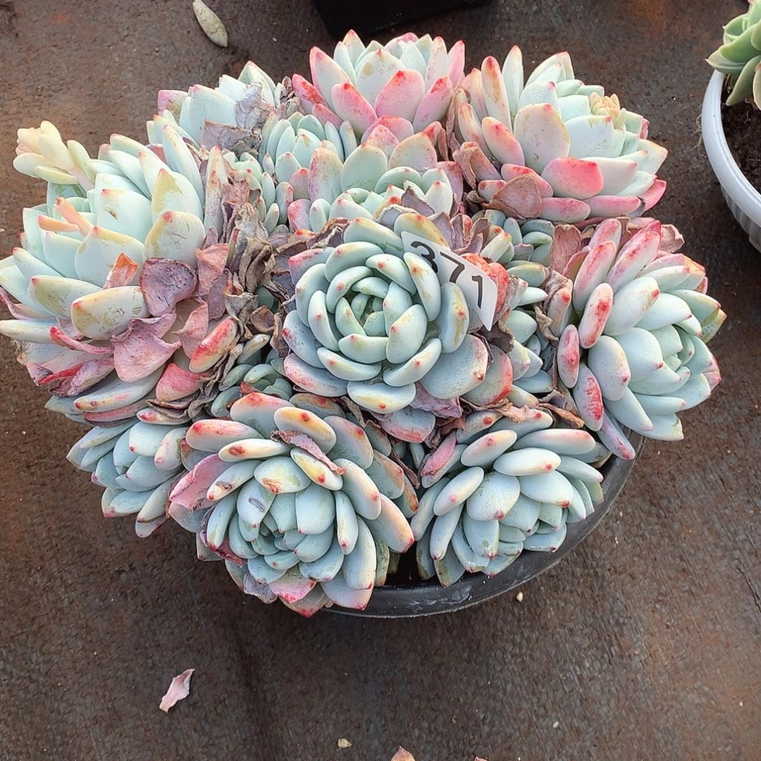 371冷香一物一拍多肉