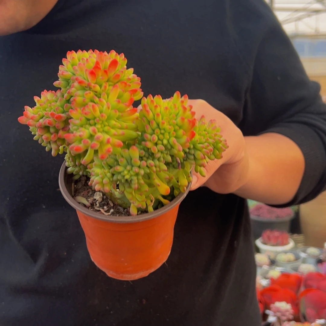 春萌缀化多肉植物