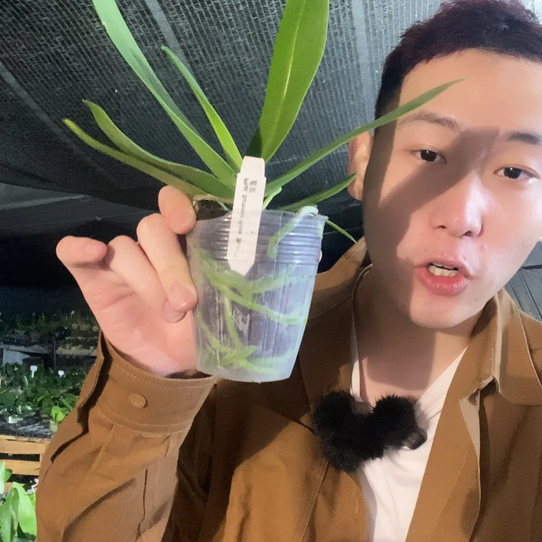 无花朵蓝星蝴蝶兰