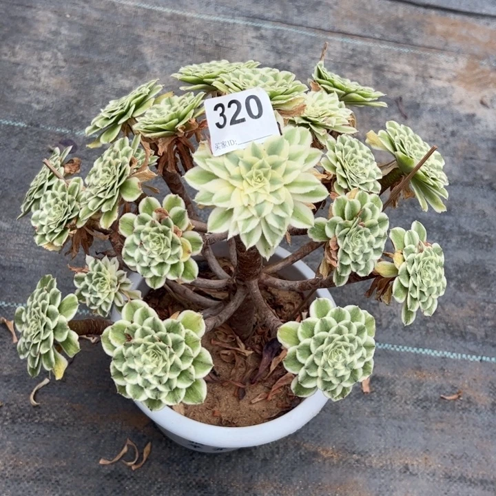 320碧浪30厘米左右