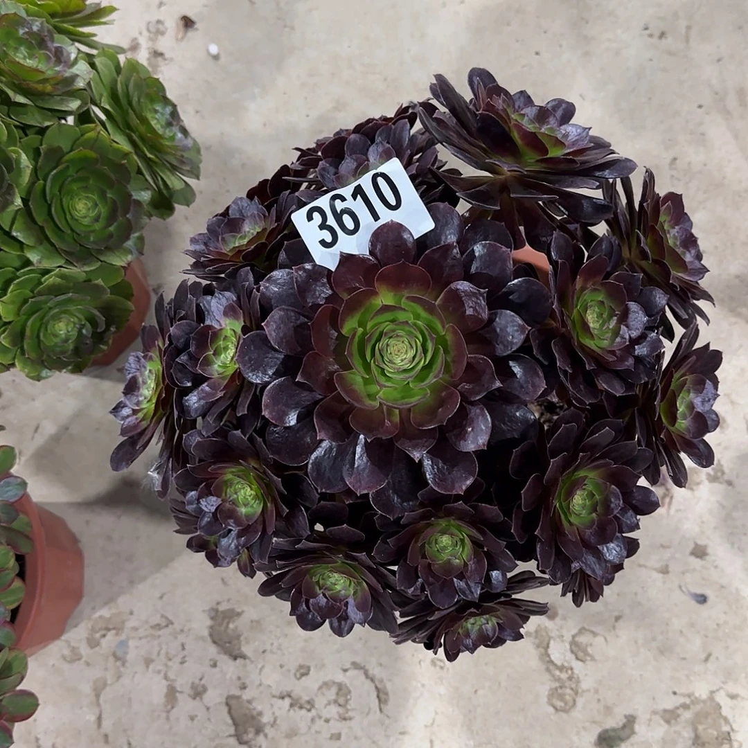 全部花朵赤炎链3610法师