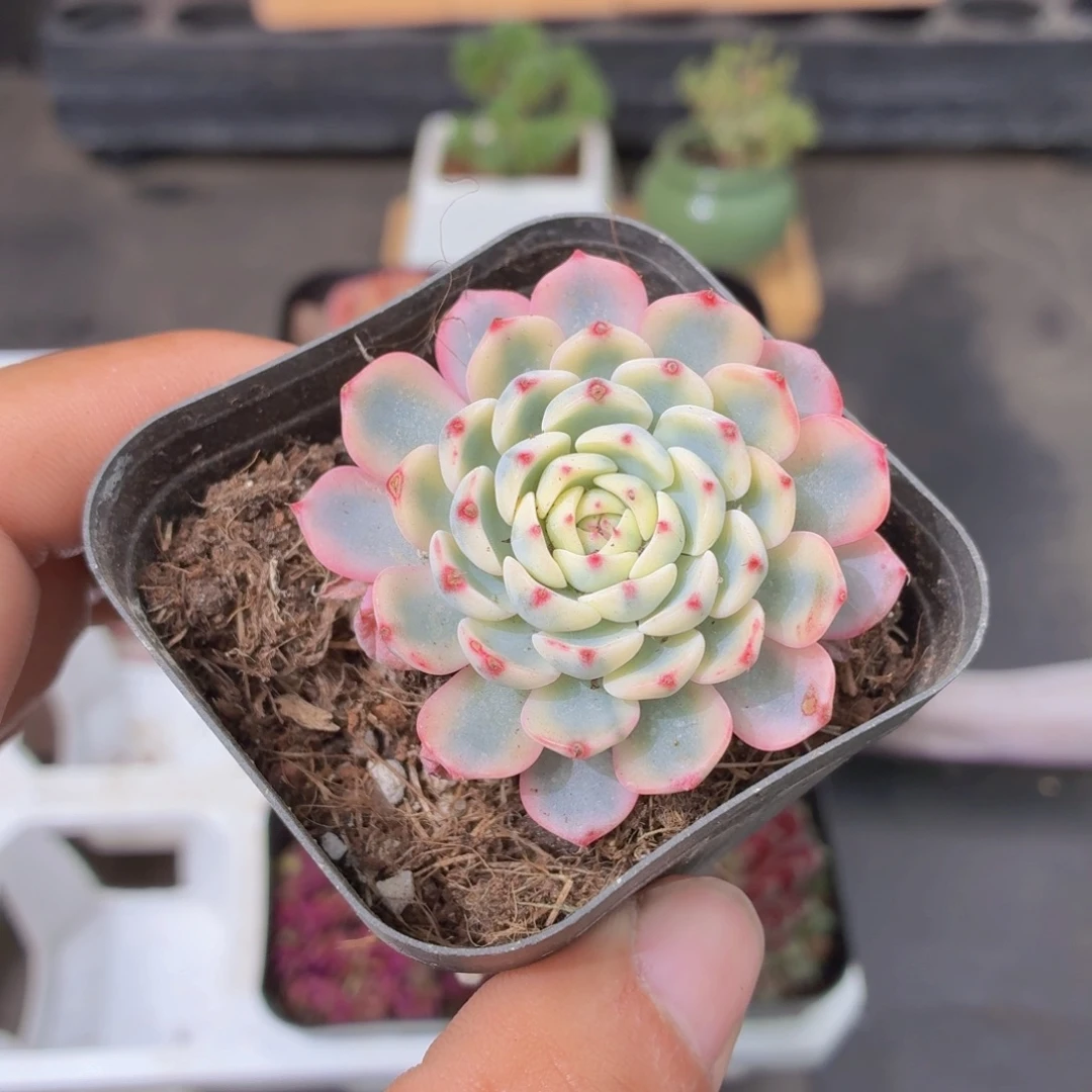 姬莲锦多肉9.9包邮发货