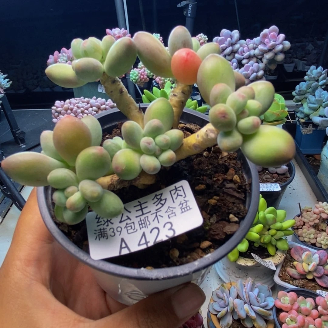 423苹果奶多肉7cm