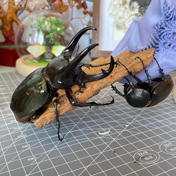 【南洋大兜】三叉戟 南洋大兜 兜虫 独角仙 花金龟 锹甲 长戟大兜