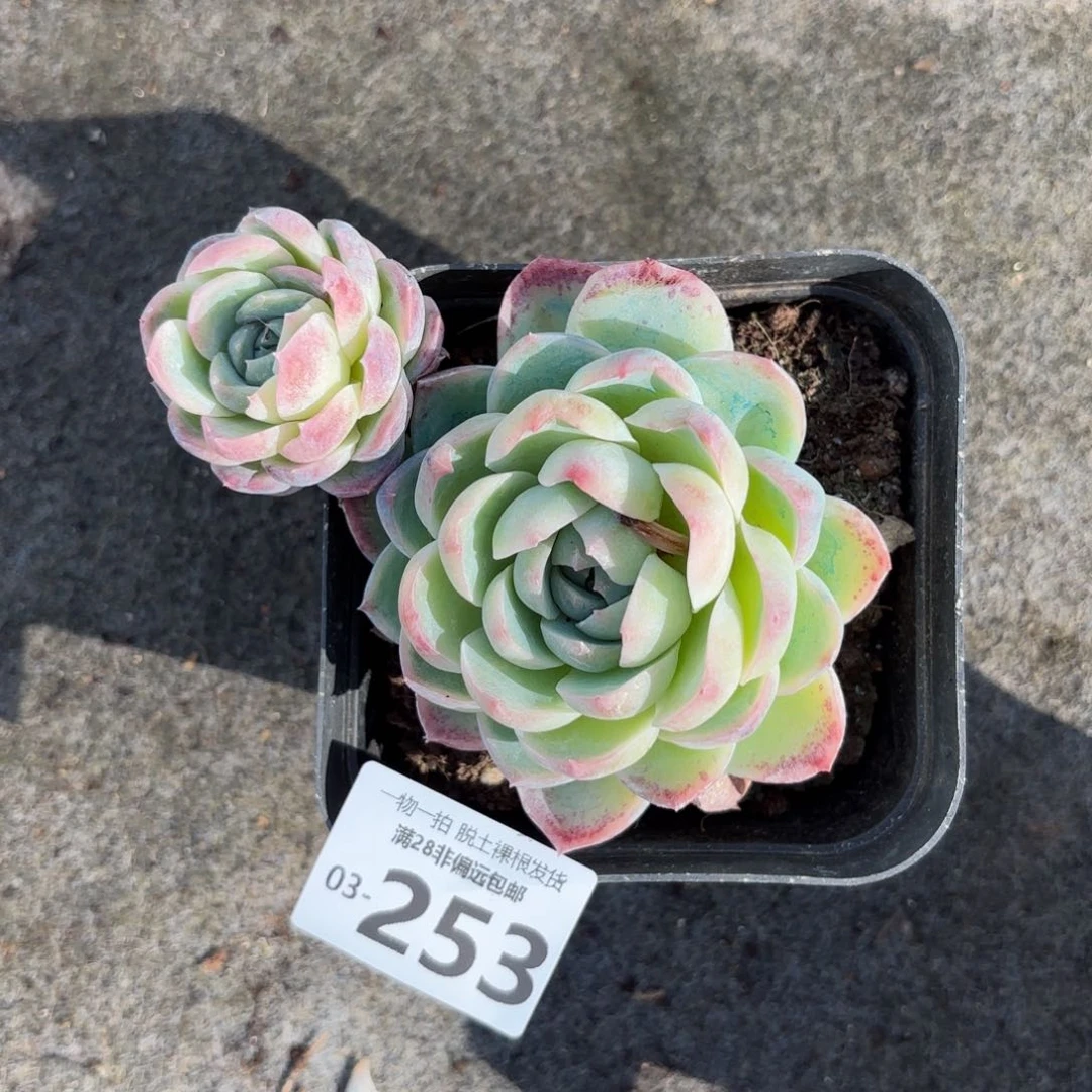 不知名老桩多肉多肉