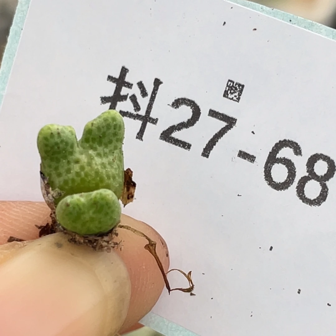 27-68鹿角斑马多肉植物