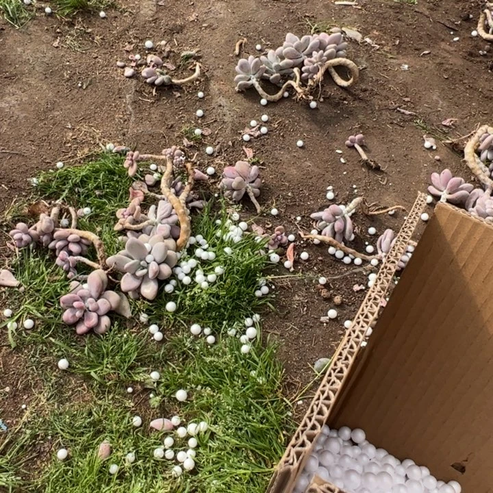 H***l云南多肉瑕疵桃蛋不售后