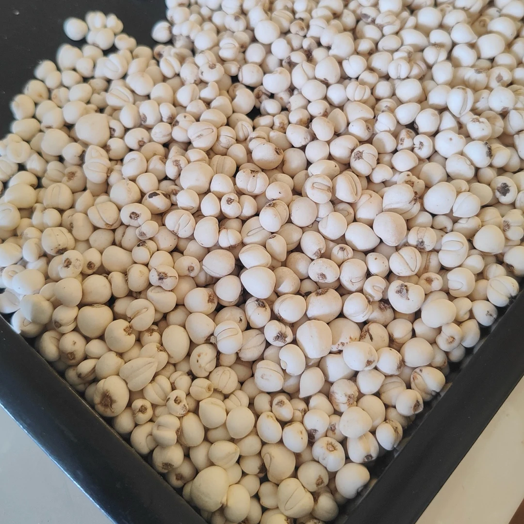 【四川阿坝松贝母】正宗川贝 川贝母 青贝 不做手脚的川贝包邮