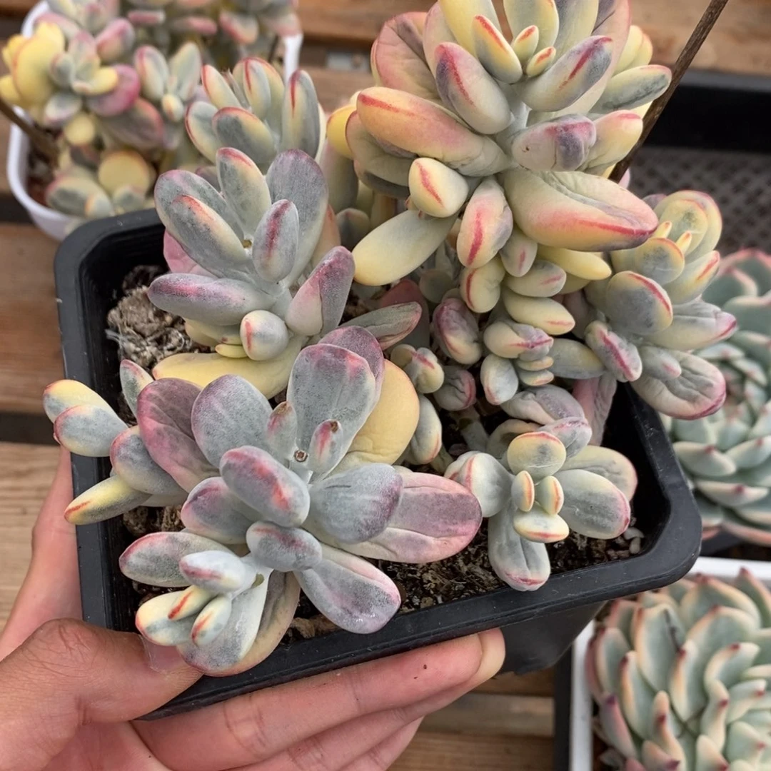 福娘锦多肉植物8554