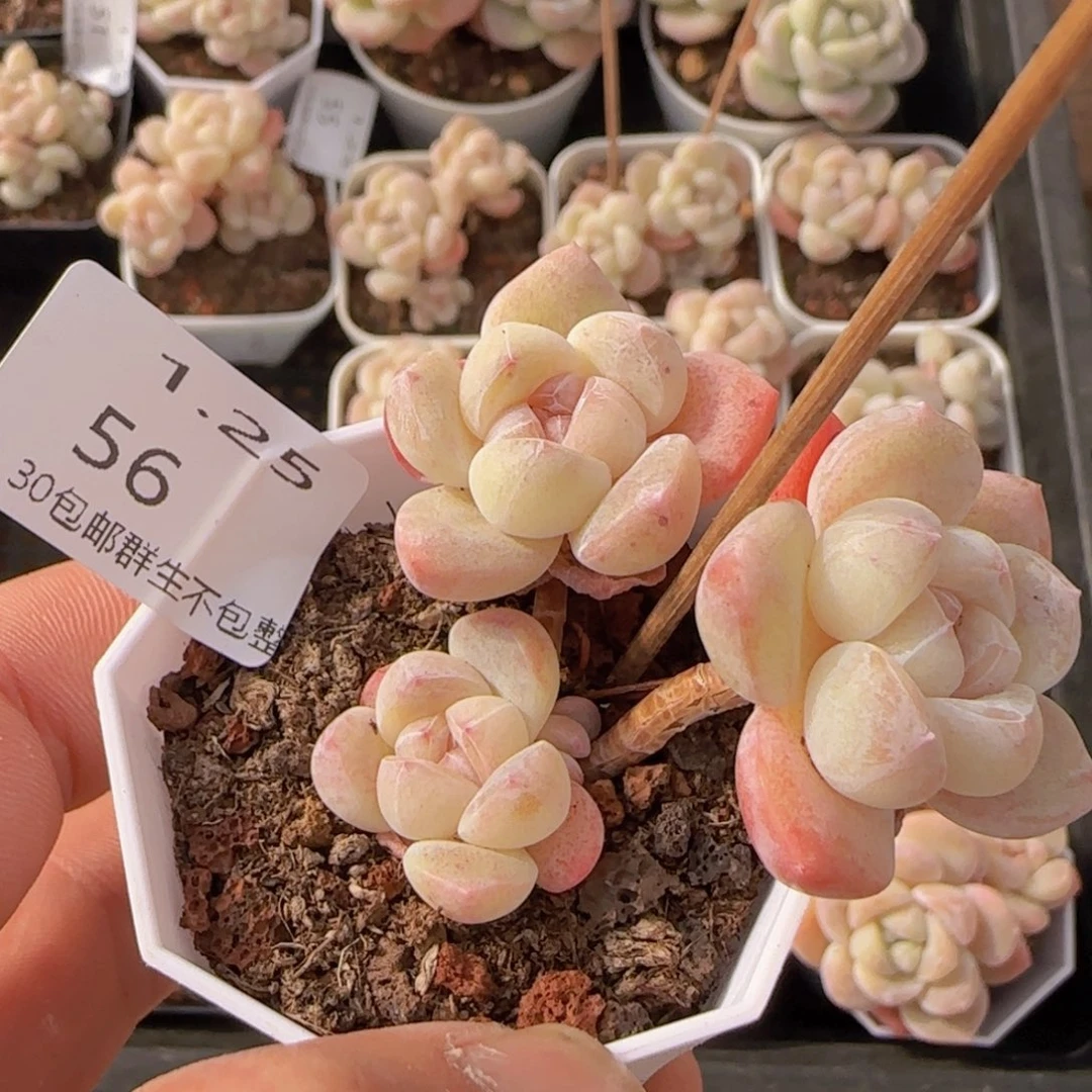 三头冰玉一颗脱土发货