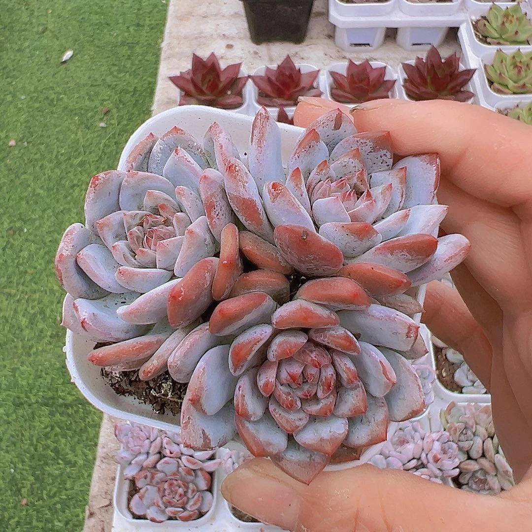 星星称群19包邮多肉
