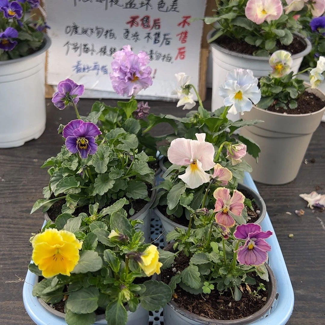 大部分花苞少量开放020号