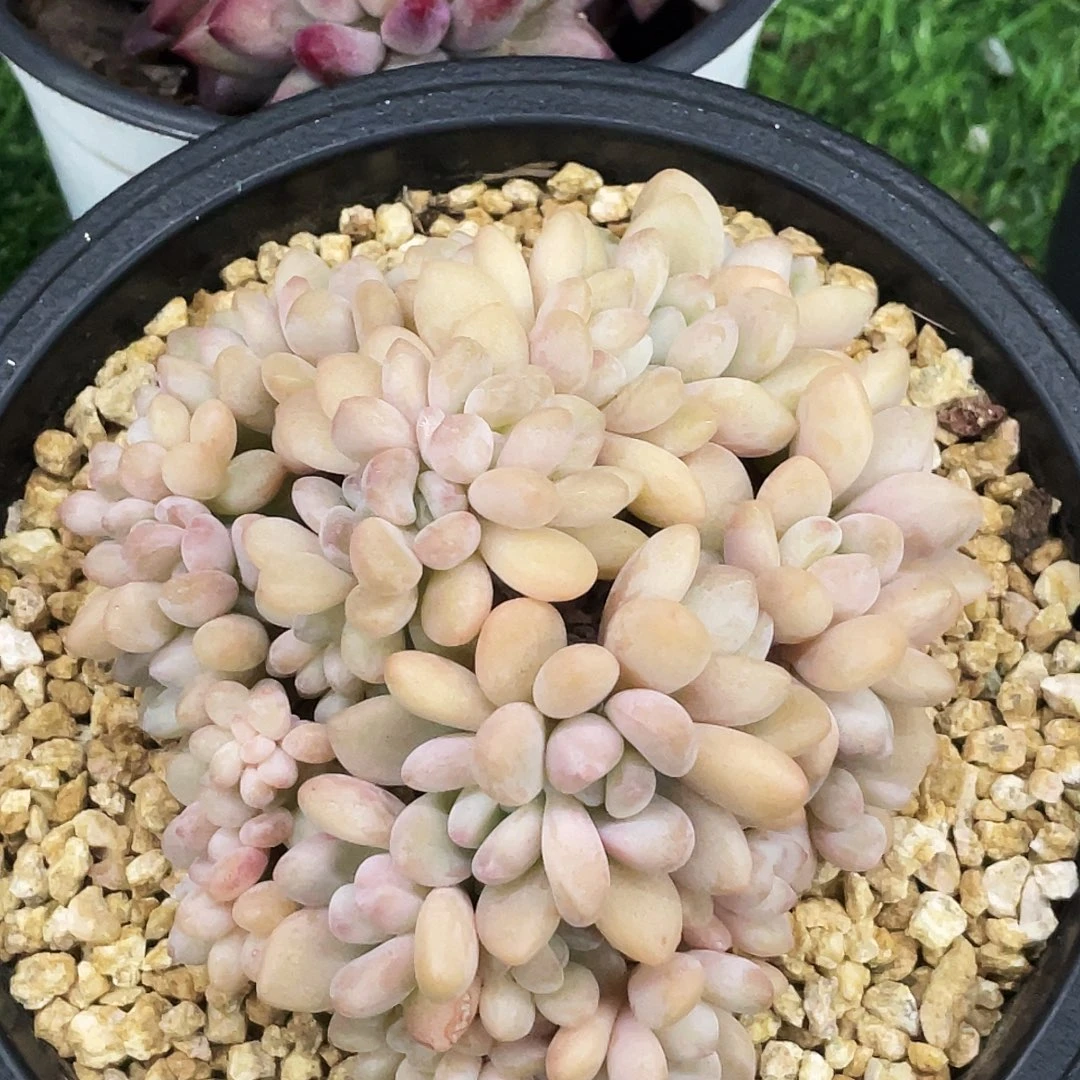 整桩无砍木糖醇缀化一颗