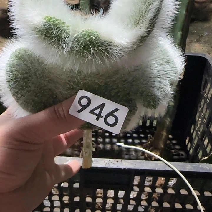 聪***聪无花朵砍头九尾狐缀946