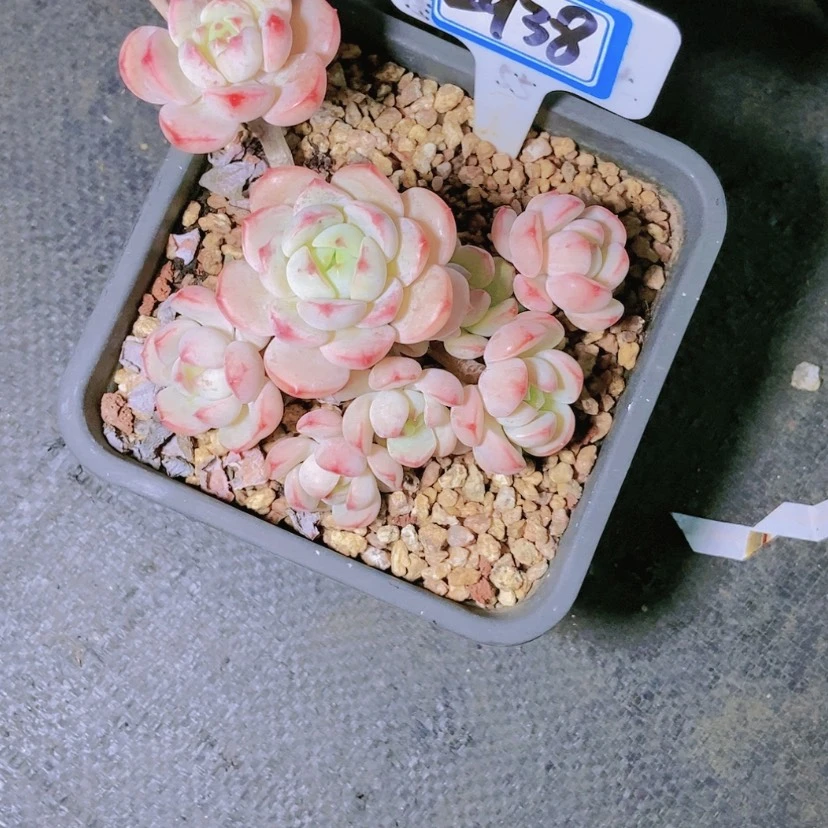 【闪购商品】桃*2938