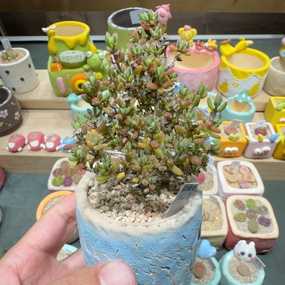 红陶蘑菇448红宝石