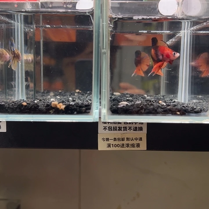 斗鱼竞拍跑单拉黑79日45+35