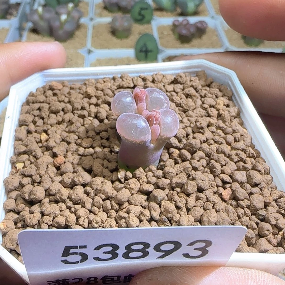 大***）哈哈哈哈哈哈哈53893