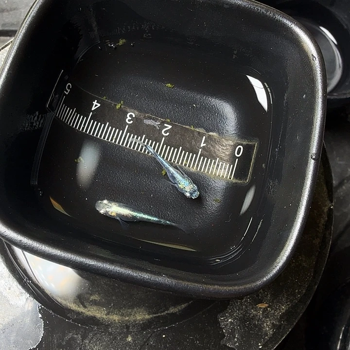 青鳉鱼25号拍品黑衣