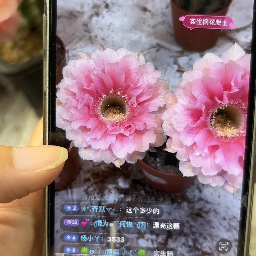彩草珊瑚6-6.5公分左右