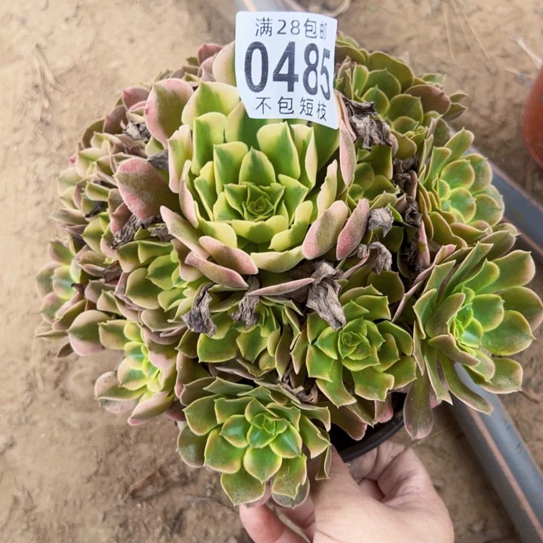 0485香妃多肉植物法师