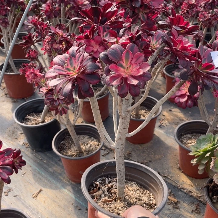 86香奈儿有砍法师多肉断枝不包