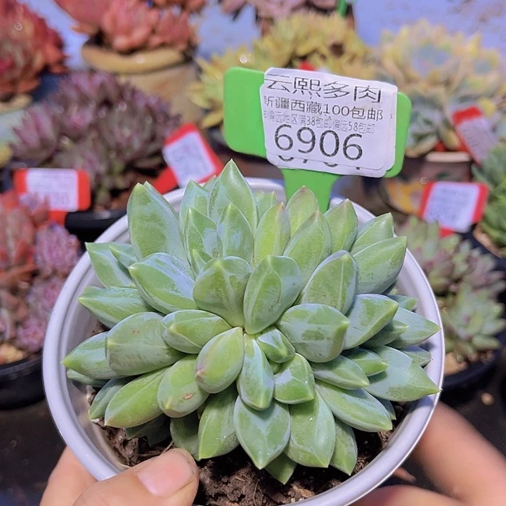 7906重楼美人。