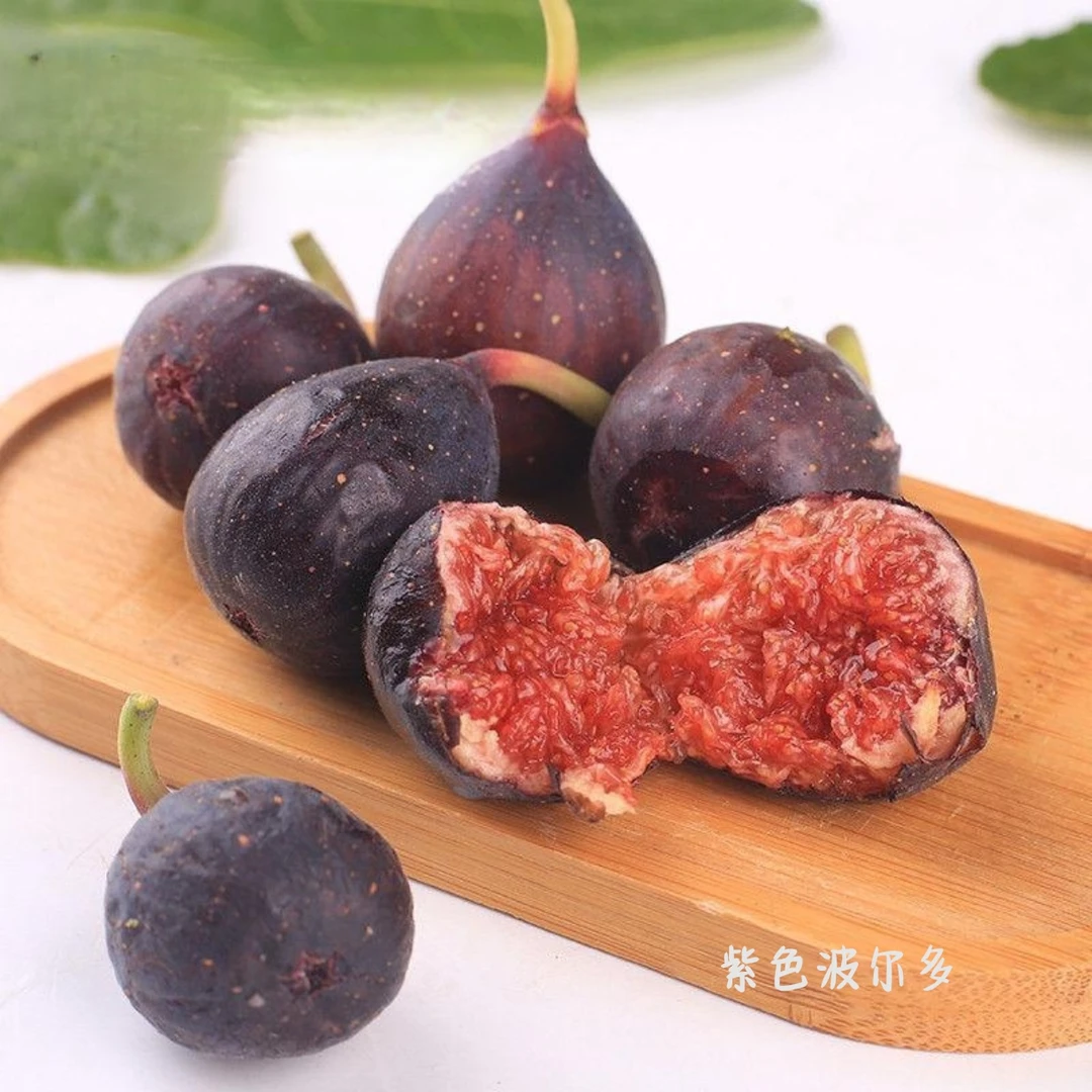 紫色波尔多无花果大杯苗